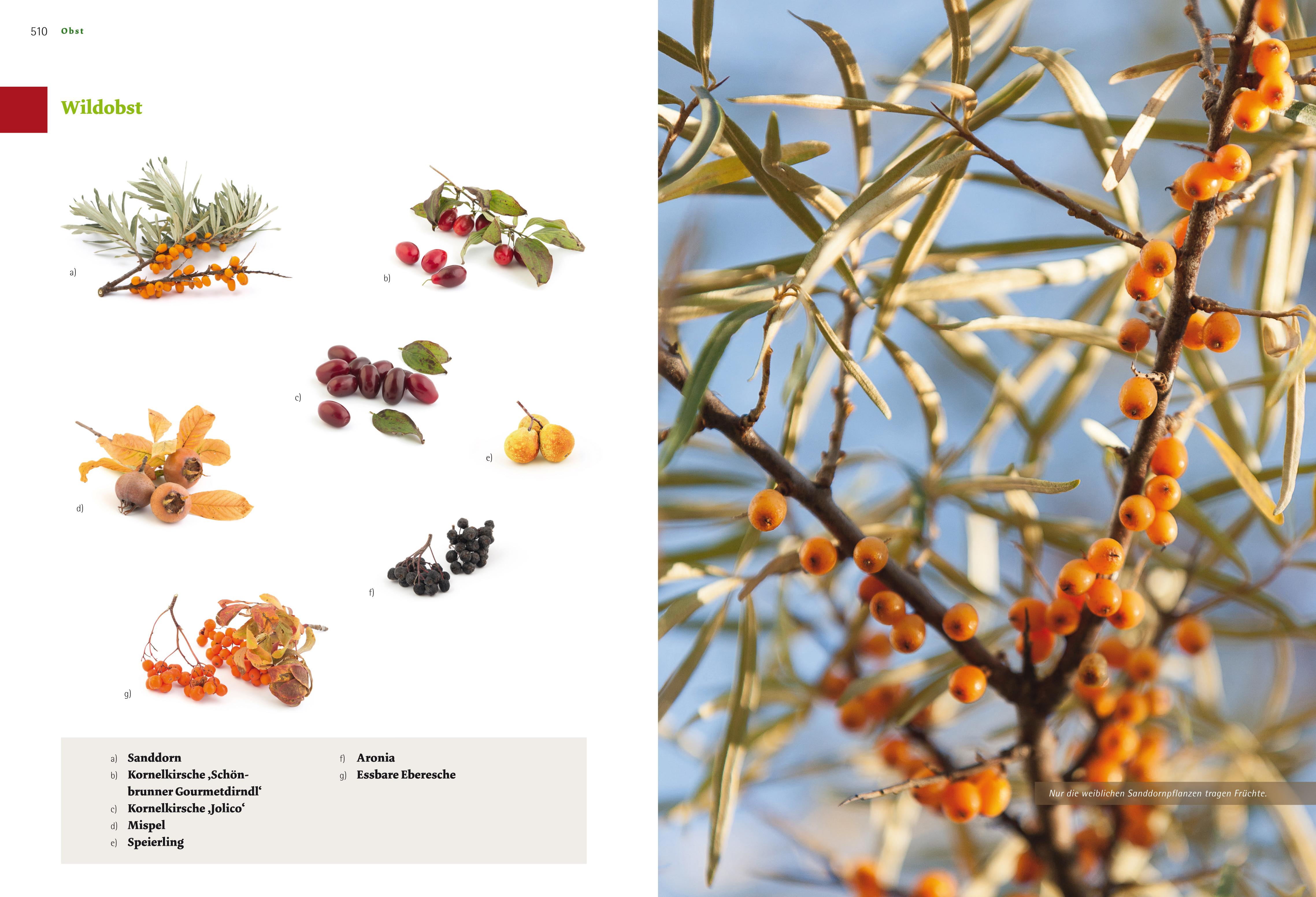 Beispielinhalt (Bild) Das große Biogarten-Buch