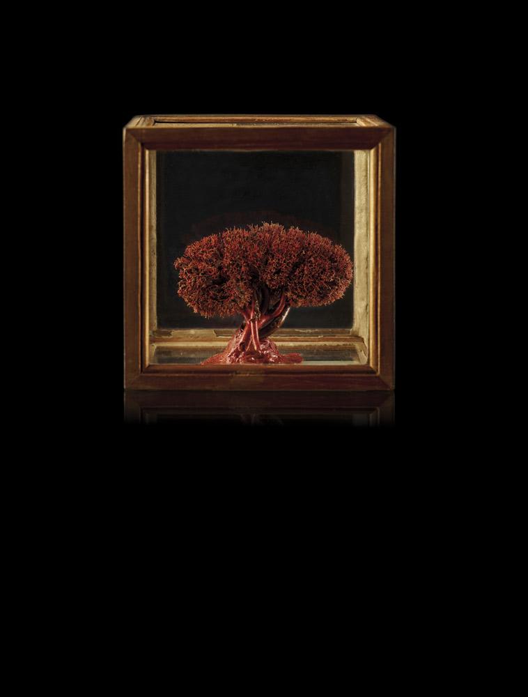 Rückseitencover Das vorzüglichste Cabinett - Die Meckelschen Sammlungen zu Halle (Saale)