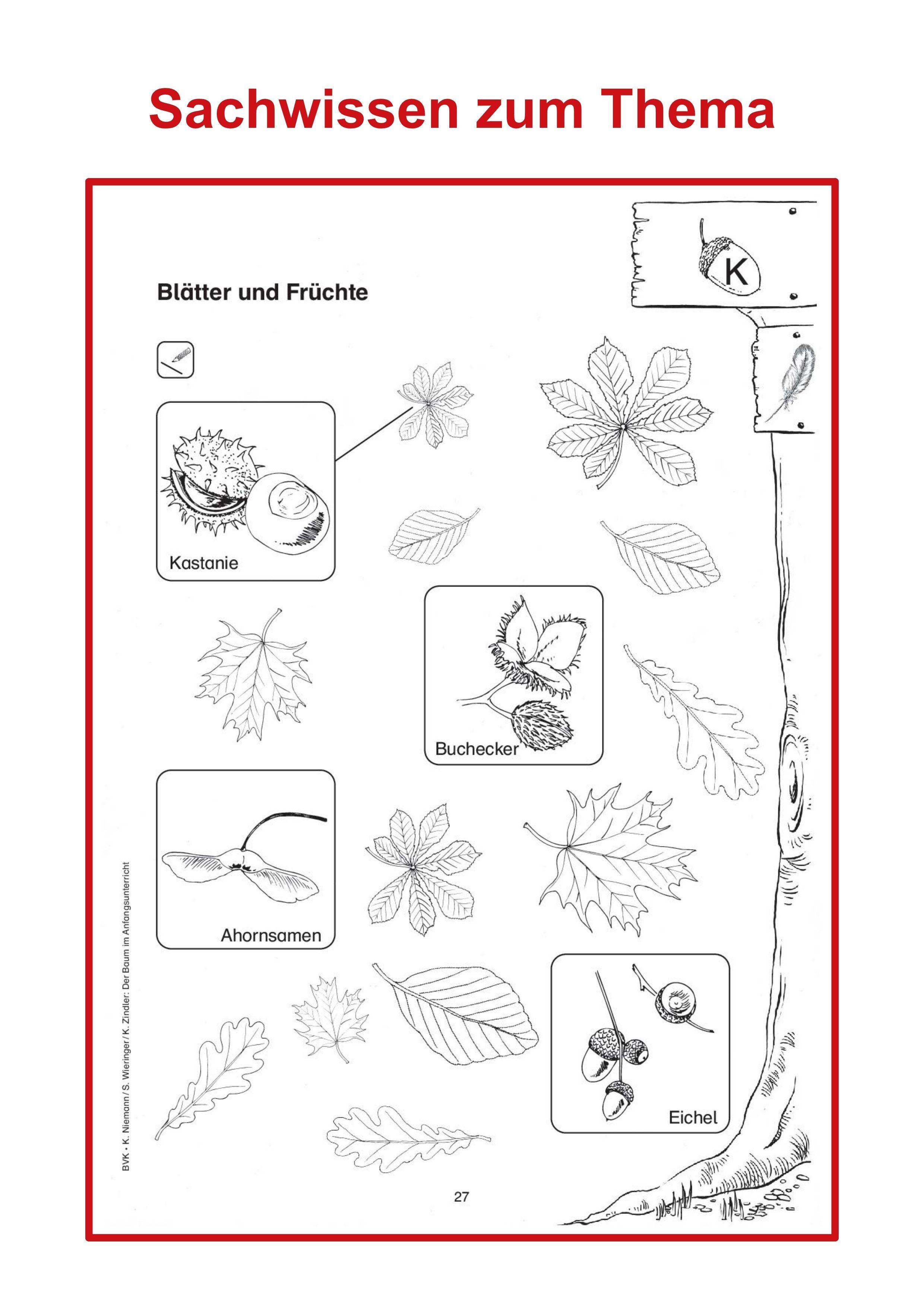 Beispielinhalt (Bild) Der Baum im Anfangsunterricht