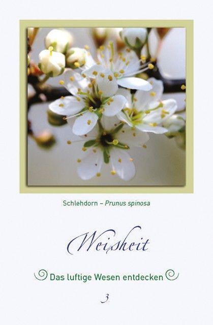 Beispielinhalt (Bild) Magische Pflanzenbilder