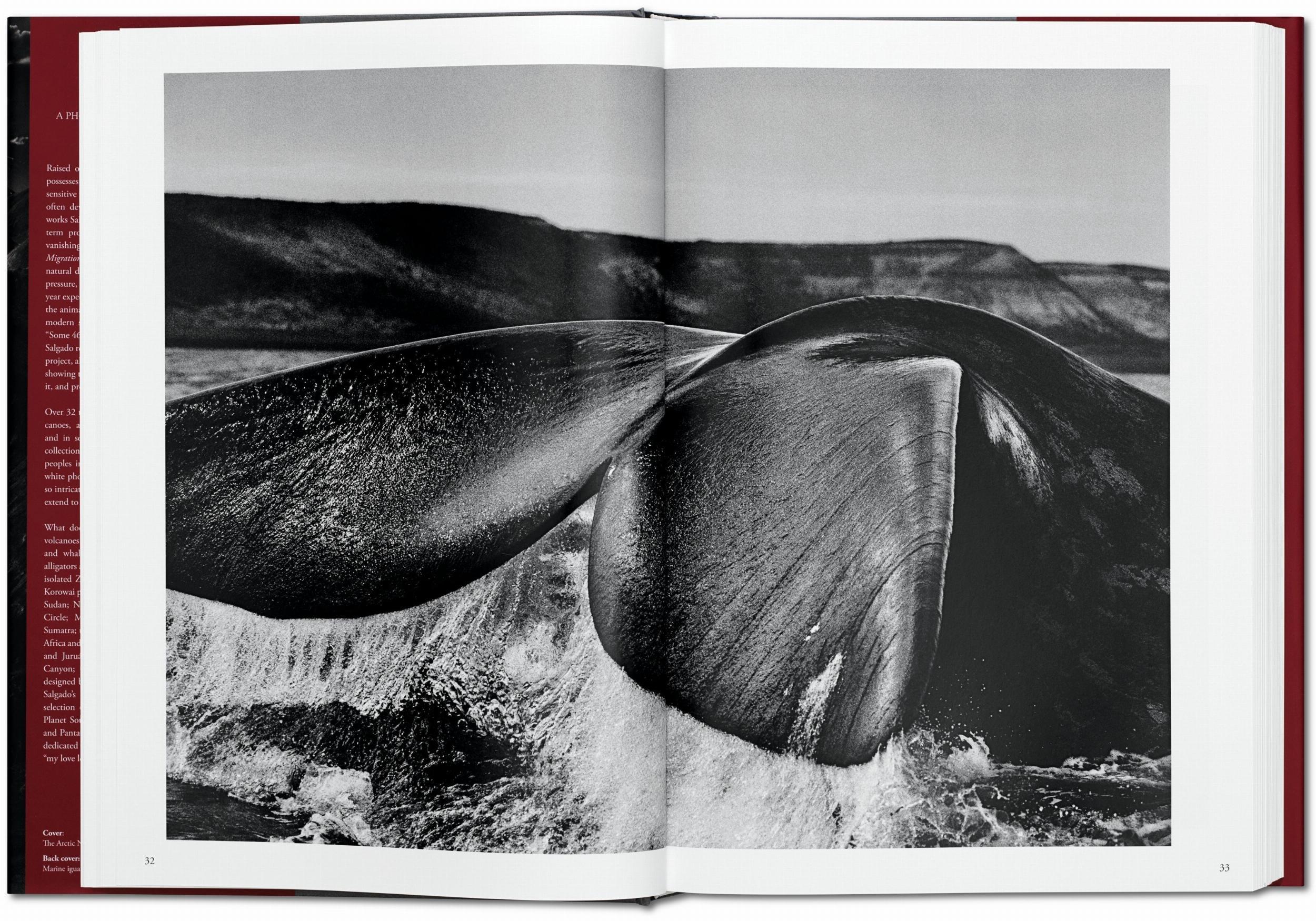Beispielinhalt (Bild) Sebastiao Salgado. Genesis