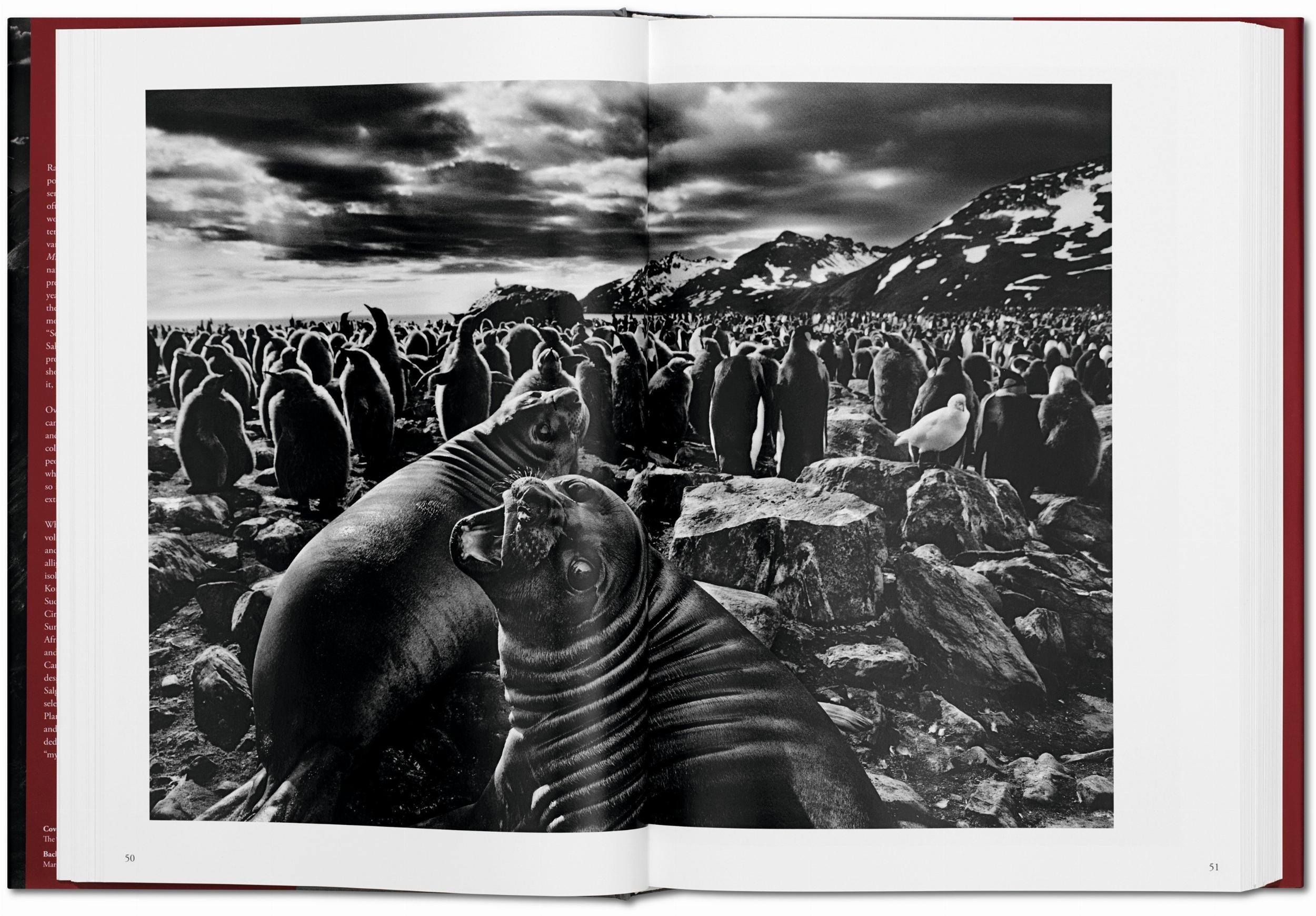 Beispielinhalt (Bild) Sebastiao Salgado. Genesis