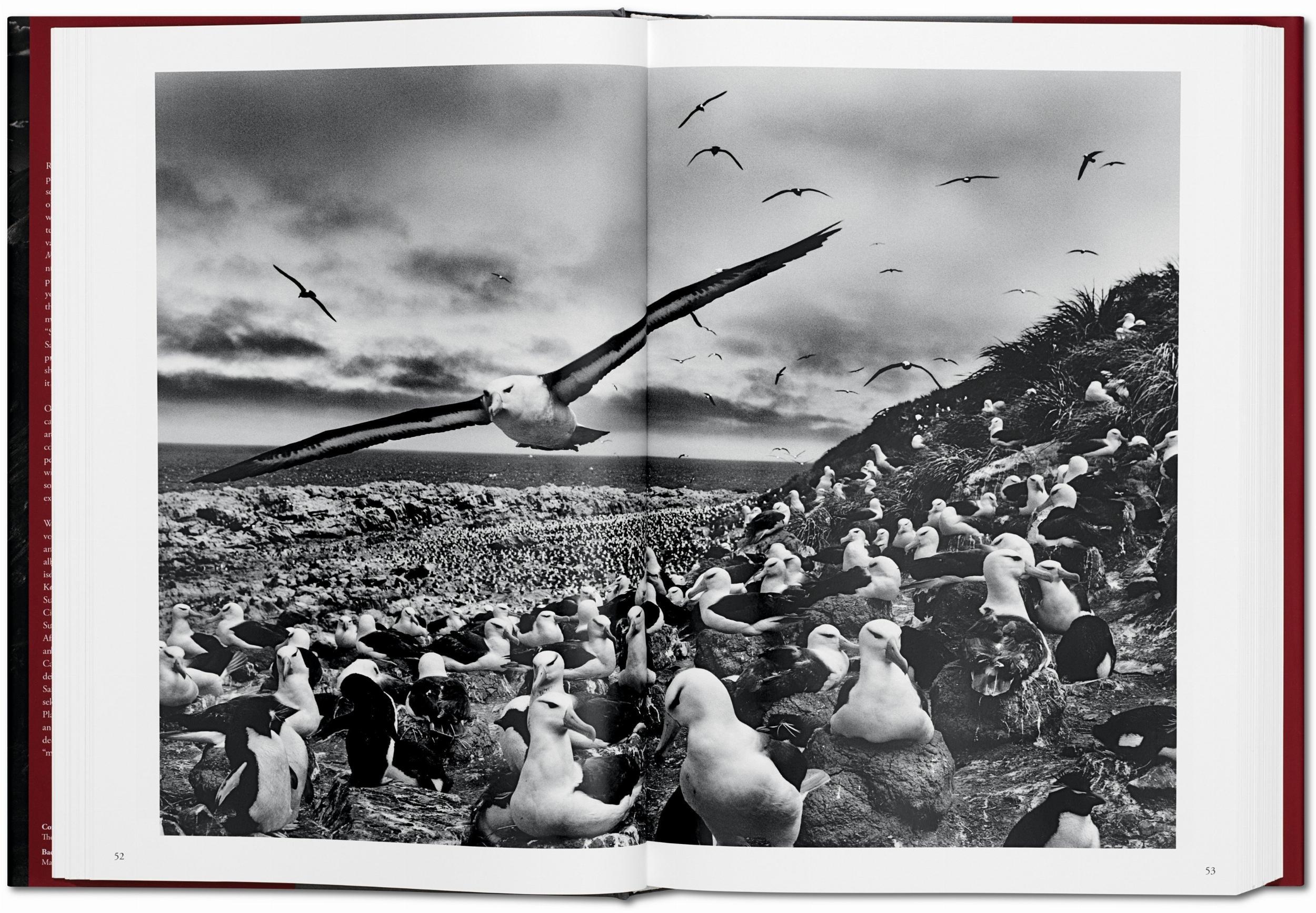 Beispielinhalt (Bild) Sebastiao Salgado. Genesis