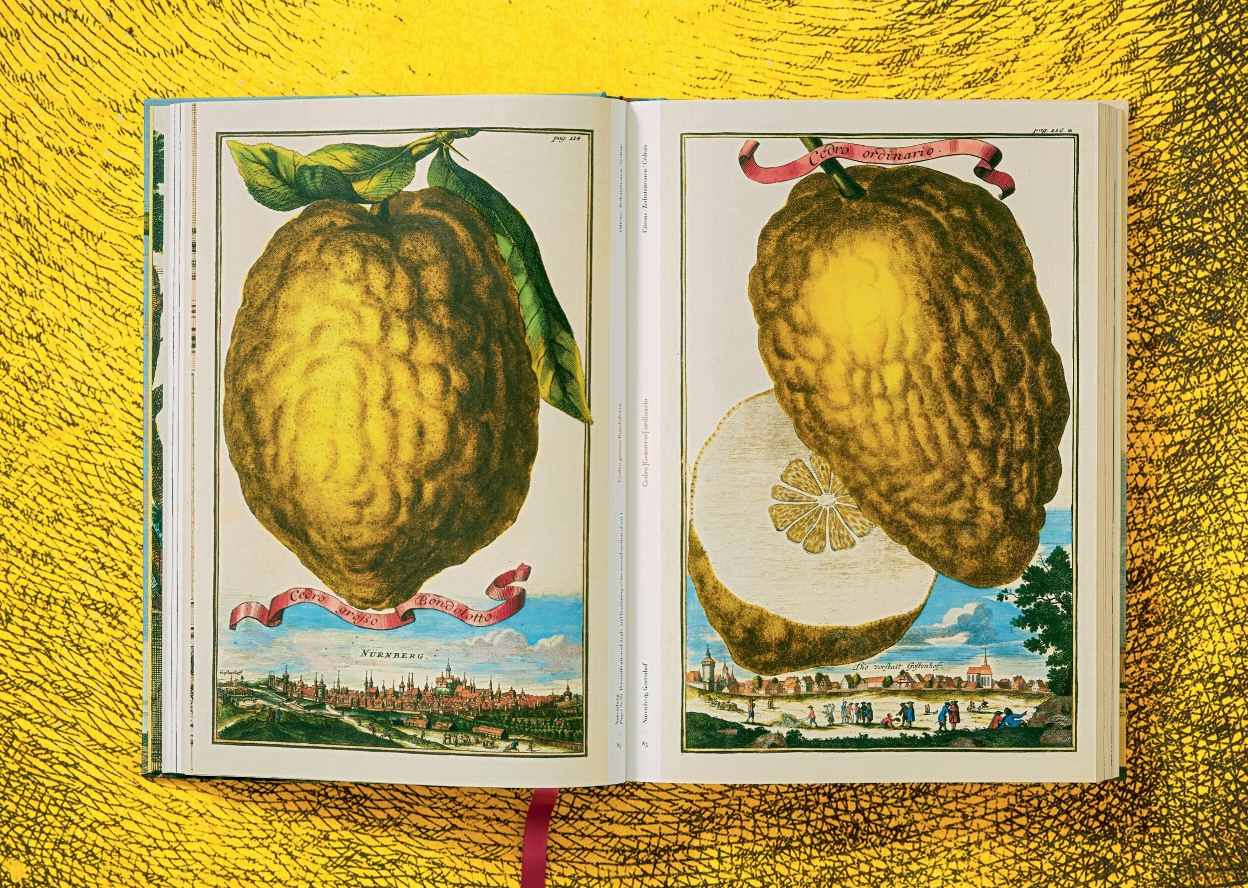 Beispielinhalt (Bild) J. C. Volkamer. The Book of Citrus Fruits