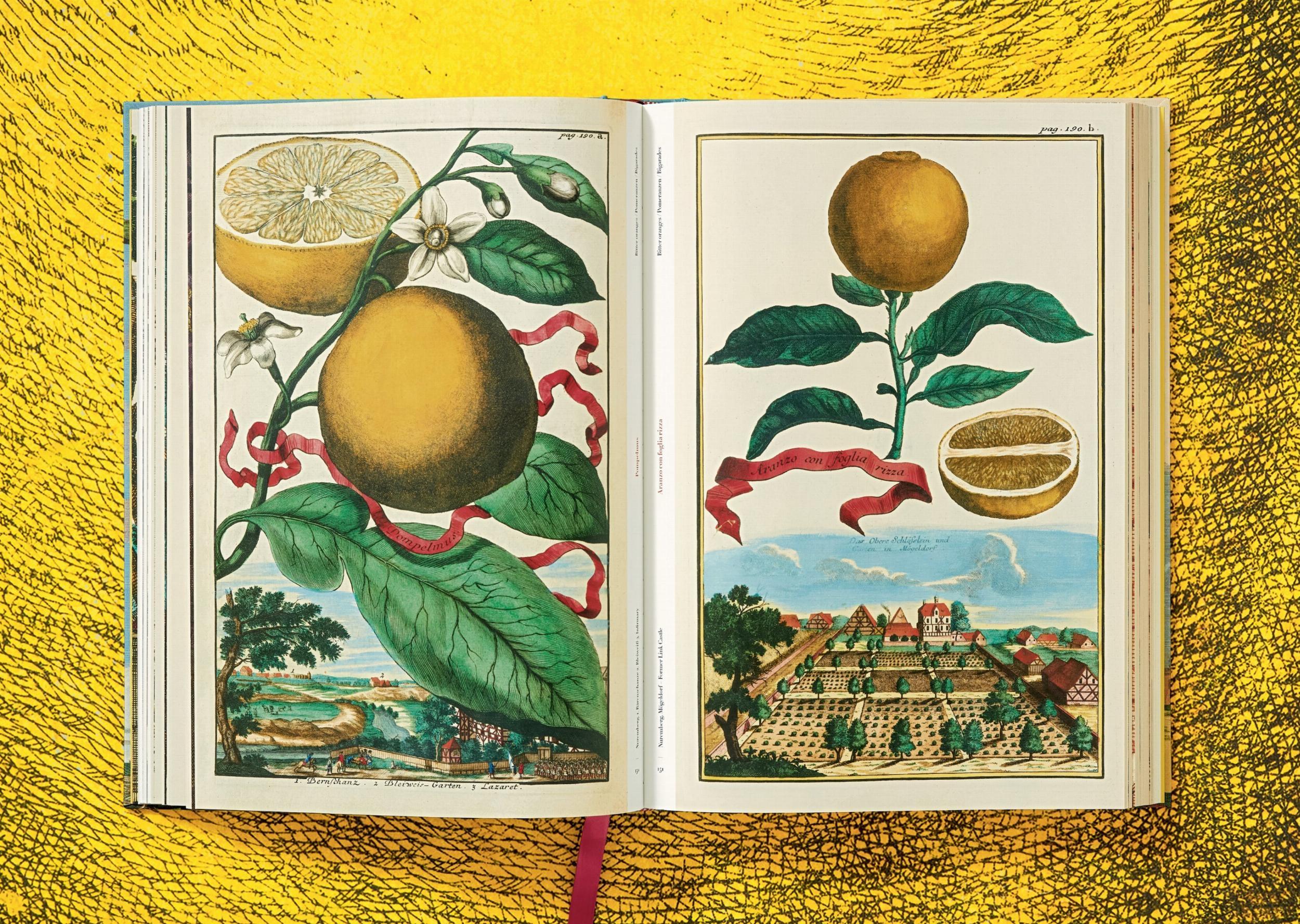 Beispielinhalt (Bild) J. C. Volkamer. The Book of Citrus Fruits