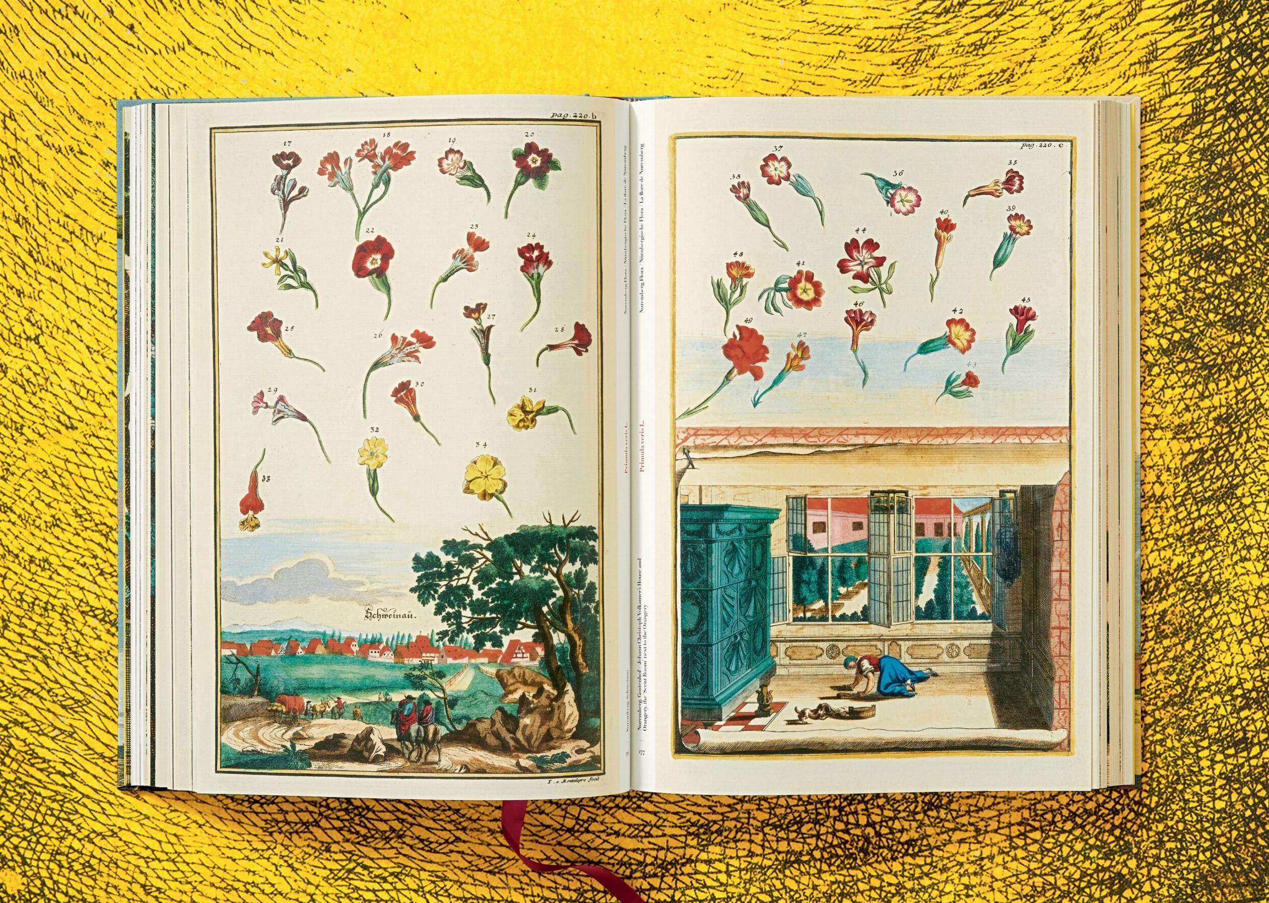 Beispielinhalt (Bild) J. C. Volkamer. The Book of Citrus Fruits