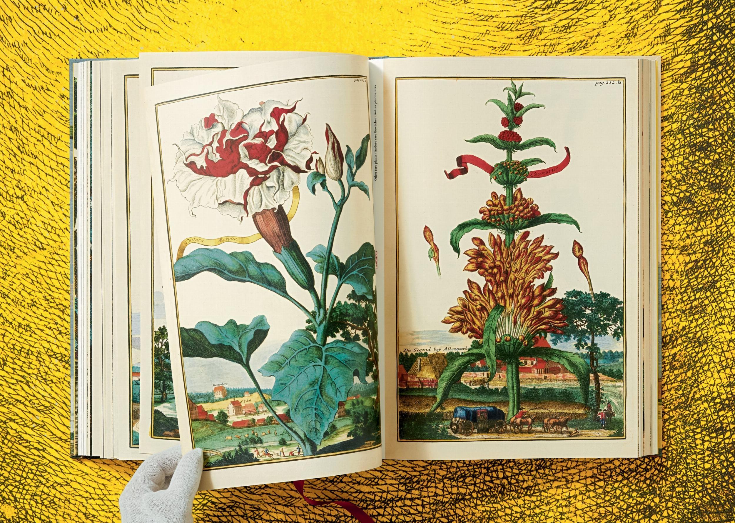 Beispielinhalt (Bild) J. C. Volkamer. The Book of Citrus Fruits