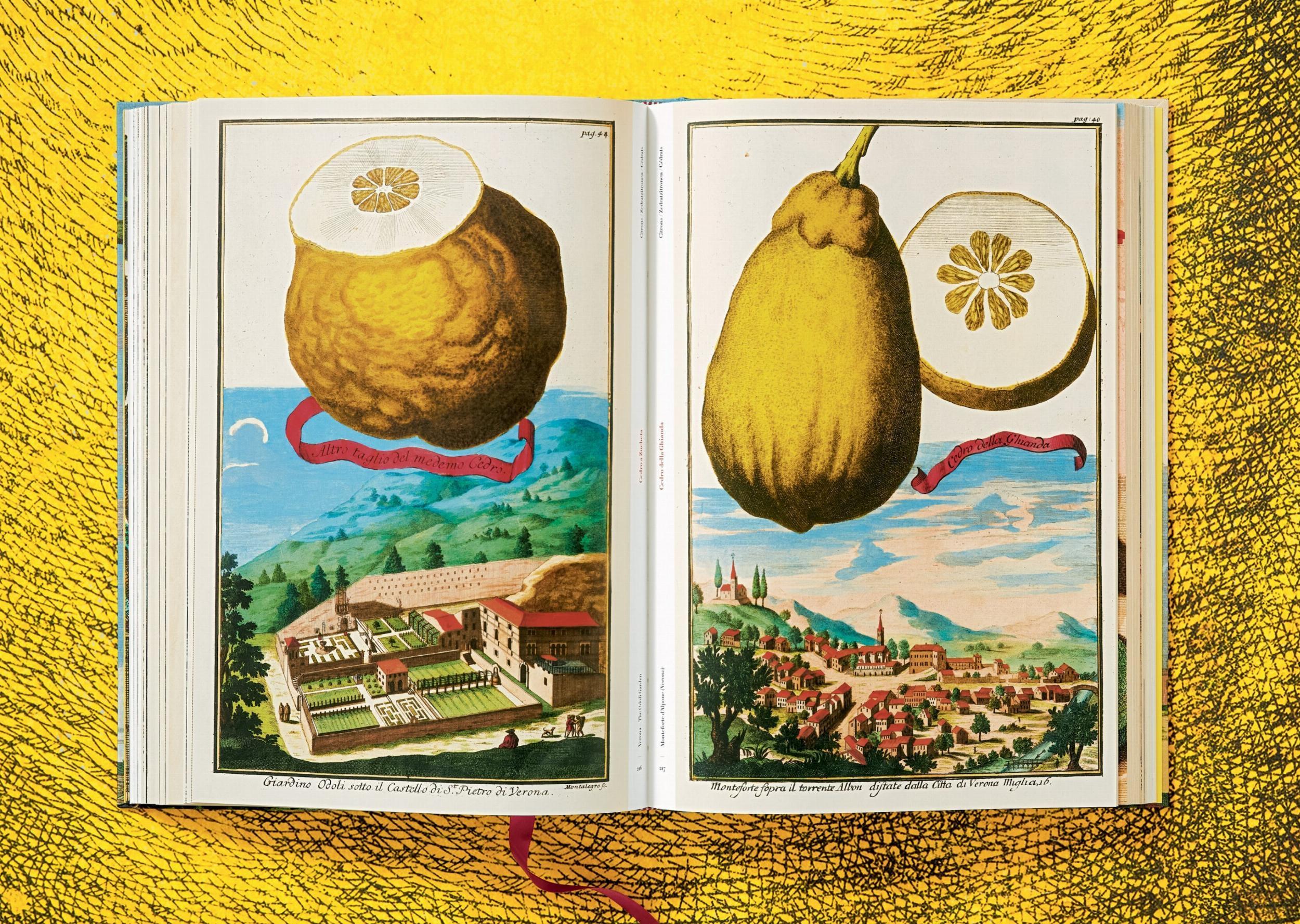Beispielinhalt (Bild) J. C. Volkamer. The Book of Citrus Fruits
