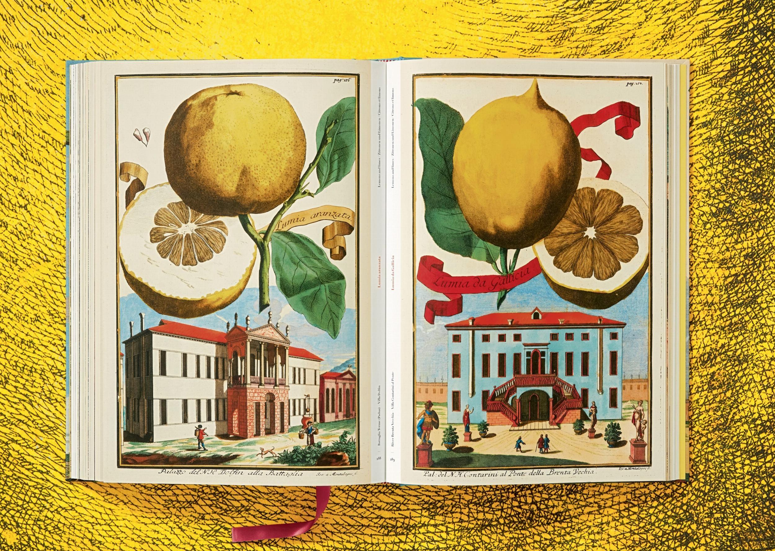 Beispielinhalt (Bild) J. C. Volkamer. The Book of Citrus Fruits