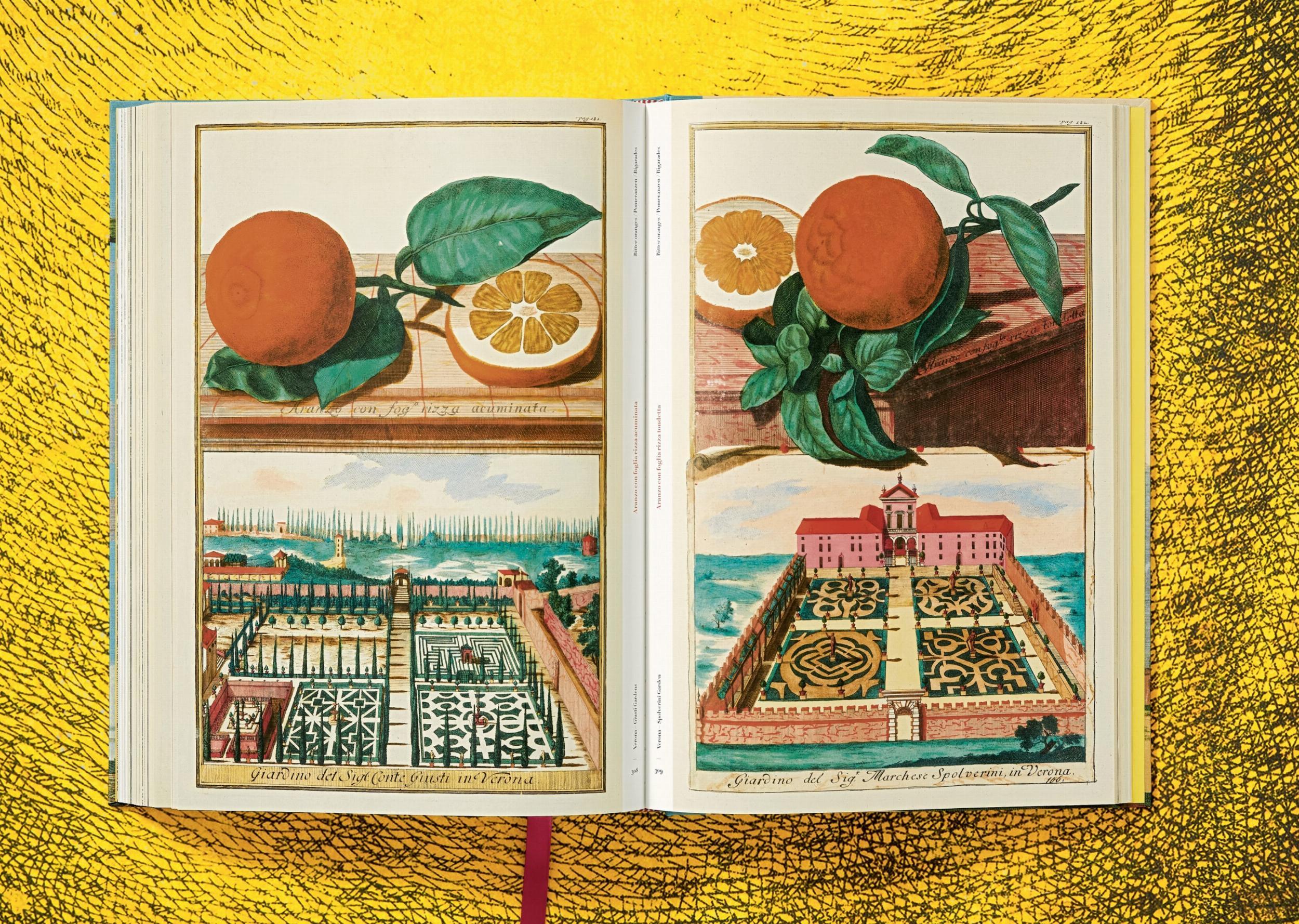 Beispielinhalt (Bild) J. C. Volkamer. The Book of Citrus Fruits