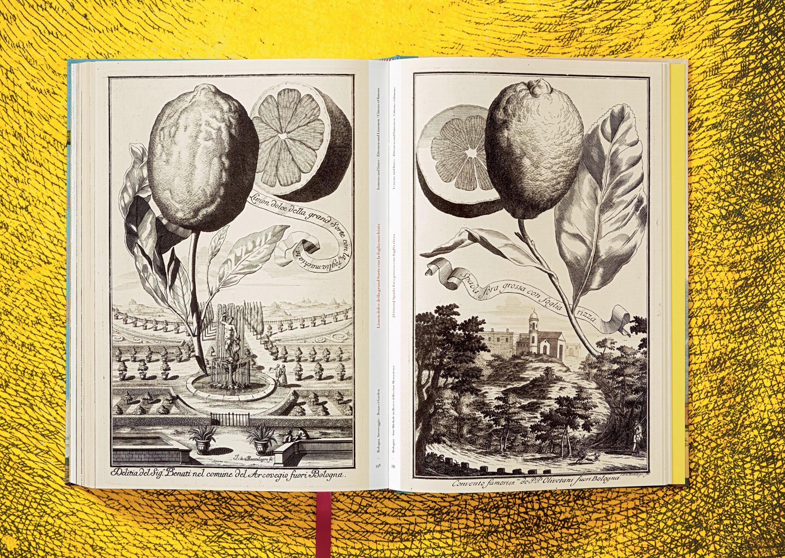 Beispielinhalt (Bild) J. C. Volkamer. The Book of Citrus Fruits