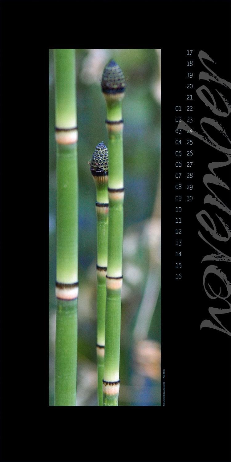 Beispielinhalt (Bild) Nature in Focus 2014