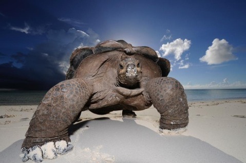 Vorderes Coverbild Wildlife Photographer of the Year: Portfolio 23
