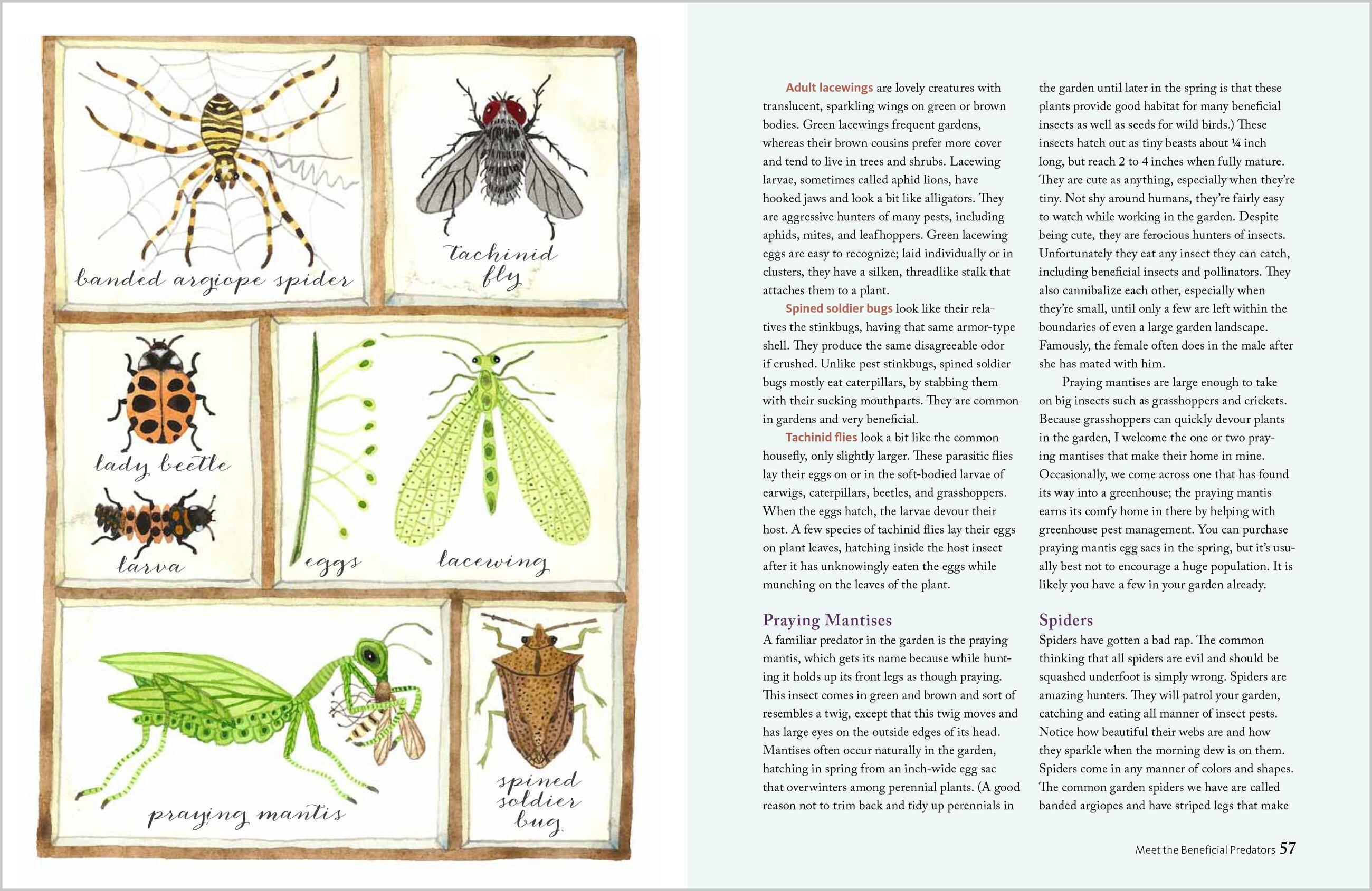 Beispielinhalt (Bild) The Wildlife-Friendly Vegetable Gardener