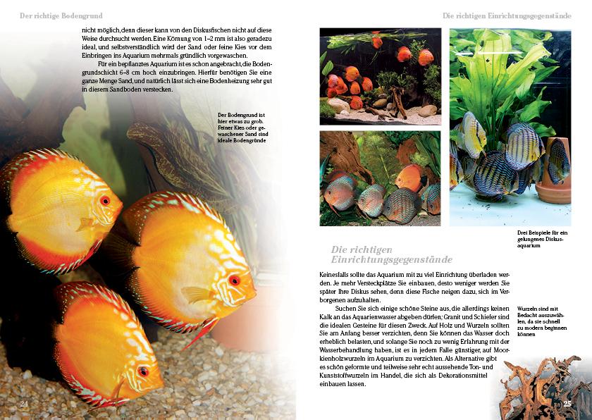 Beispielinhalt (Bild) Diskusfische