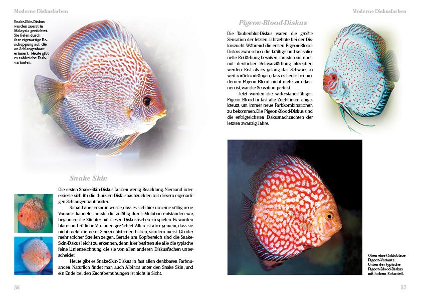 Beispielinhalt (Bild) Diskusfische