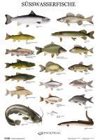 Vorderes Coverbild Süßwasserfische - Poster