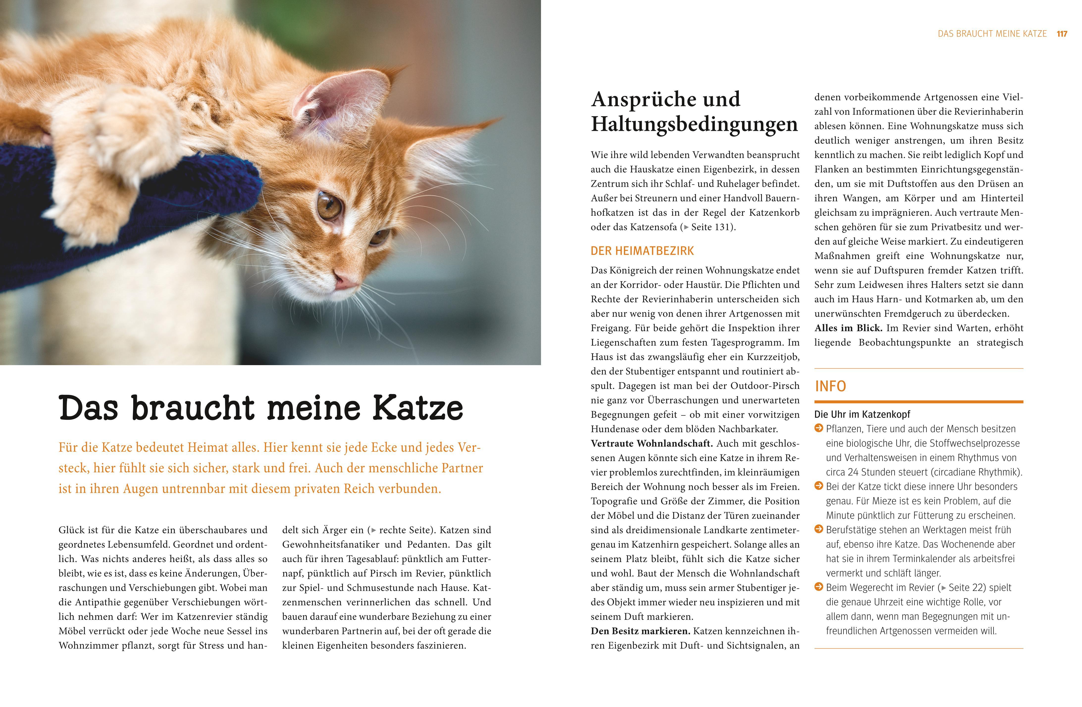 Beispielinhalt (Bild) Katzen. Das große Praxishandbuch