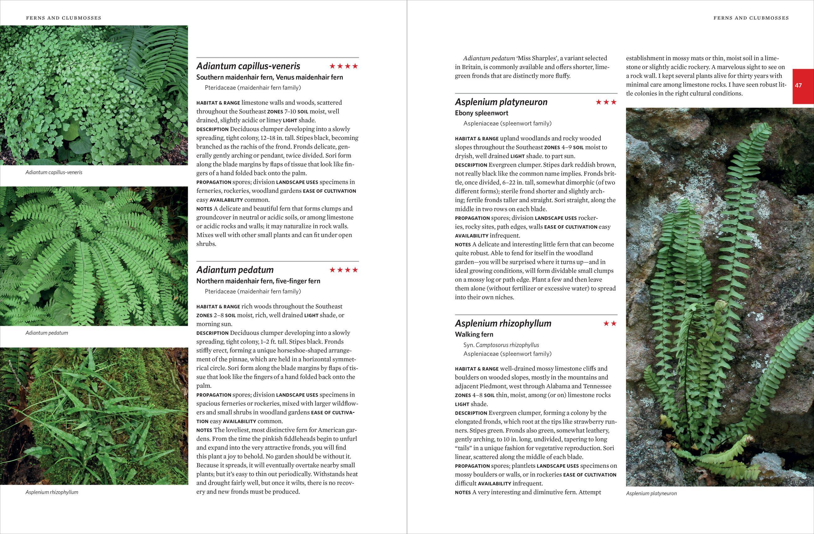 Beispielinhalt (Bild) Native Plants of the Southeast