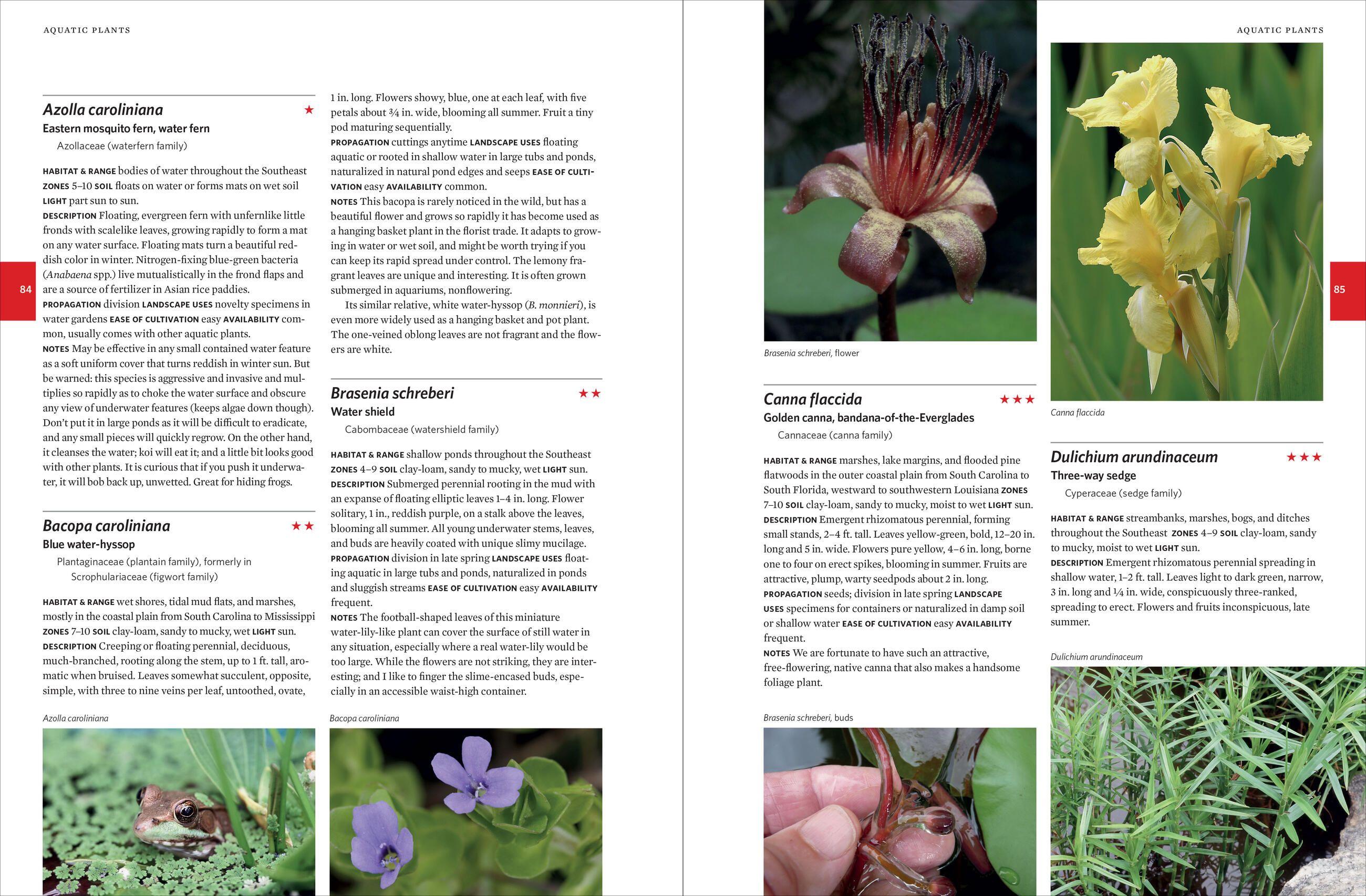 Beispielinhalt (Bild) Native Plants of the Southeast