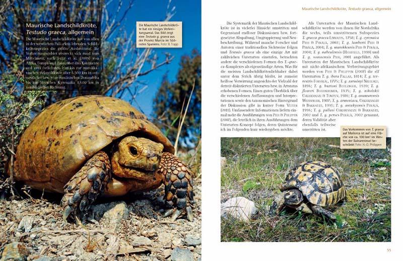 Beispielinhalt (Bild) Das Schildkrötenjahr