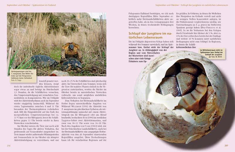 Beispielinhalt (Bild) Das Schildkrötenjahr