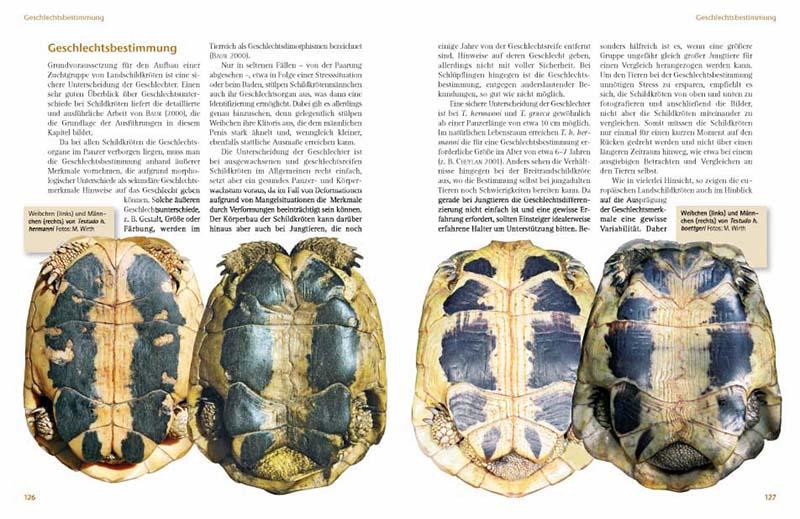 Beispielinhalt (Bild) Das Schildkrötenjahr