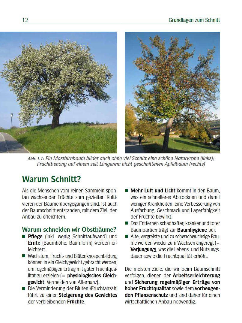 Beispielinhalt (Bild) Der professionelle Obstbaumschnitt