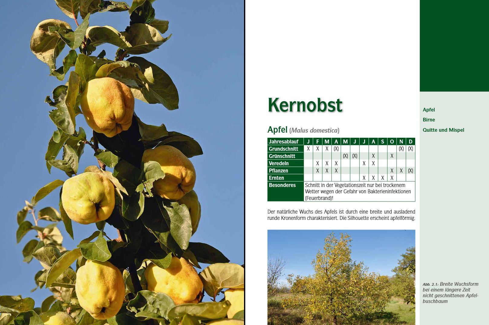 Beispielinhalt (Bild) Der professionelle Obstbaumschnitt