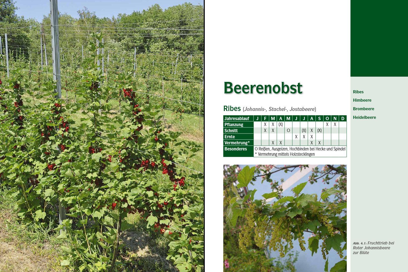 Beispielinhalt (Bild) Der professionelle Obstbaumschnitt