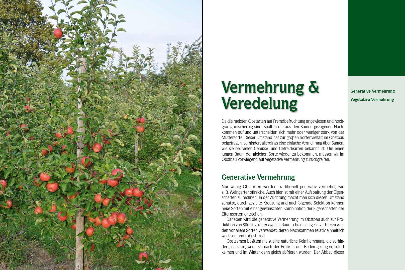 Beispielinhalt (Bild) Der professionelle Obstbaumschnitt