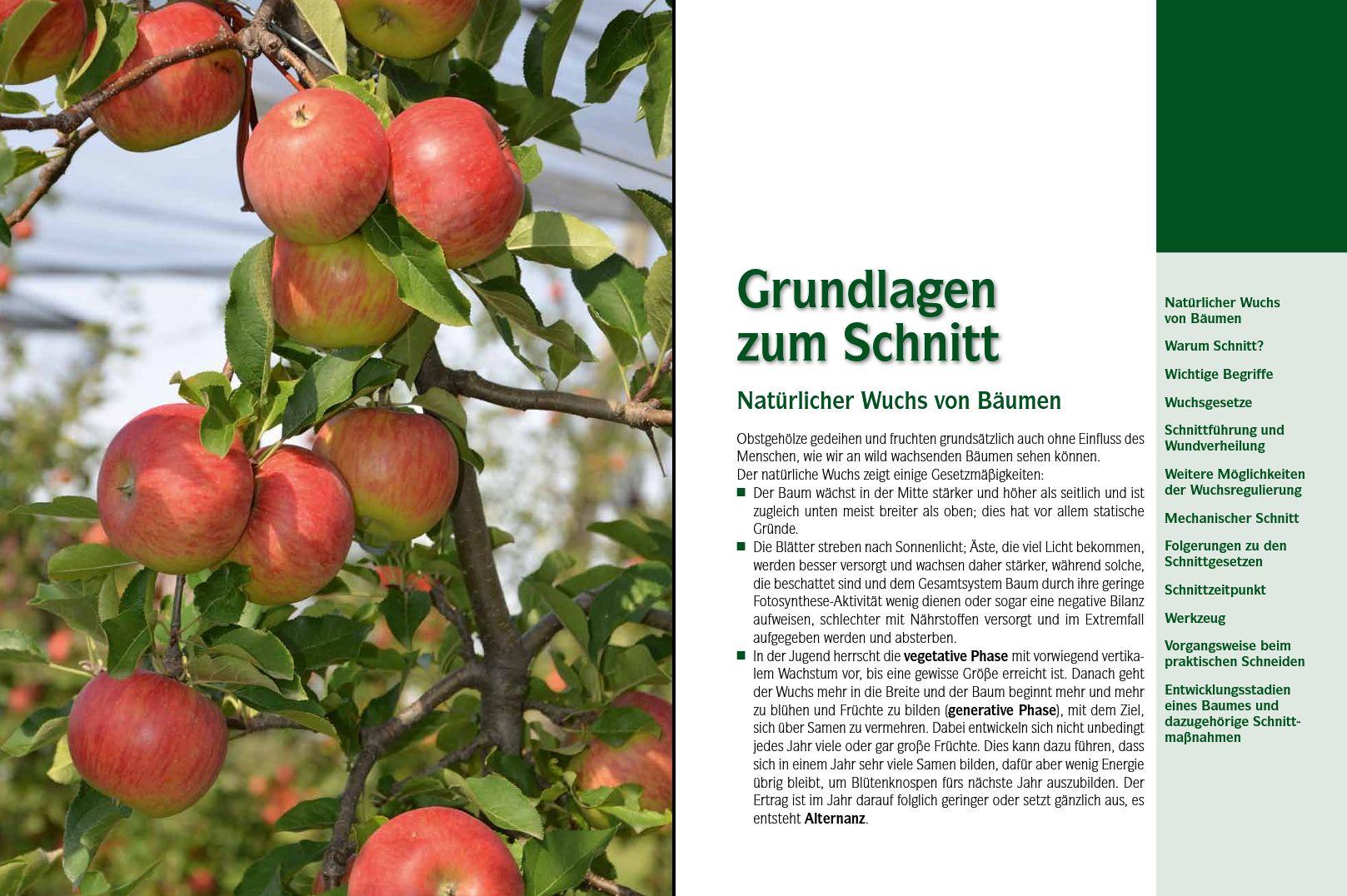 Beispielinhalt (Bild) Der professionelle Obstbaumschnitt