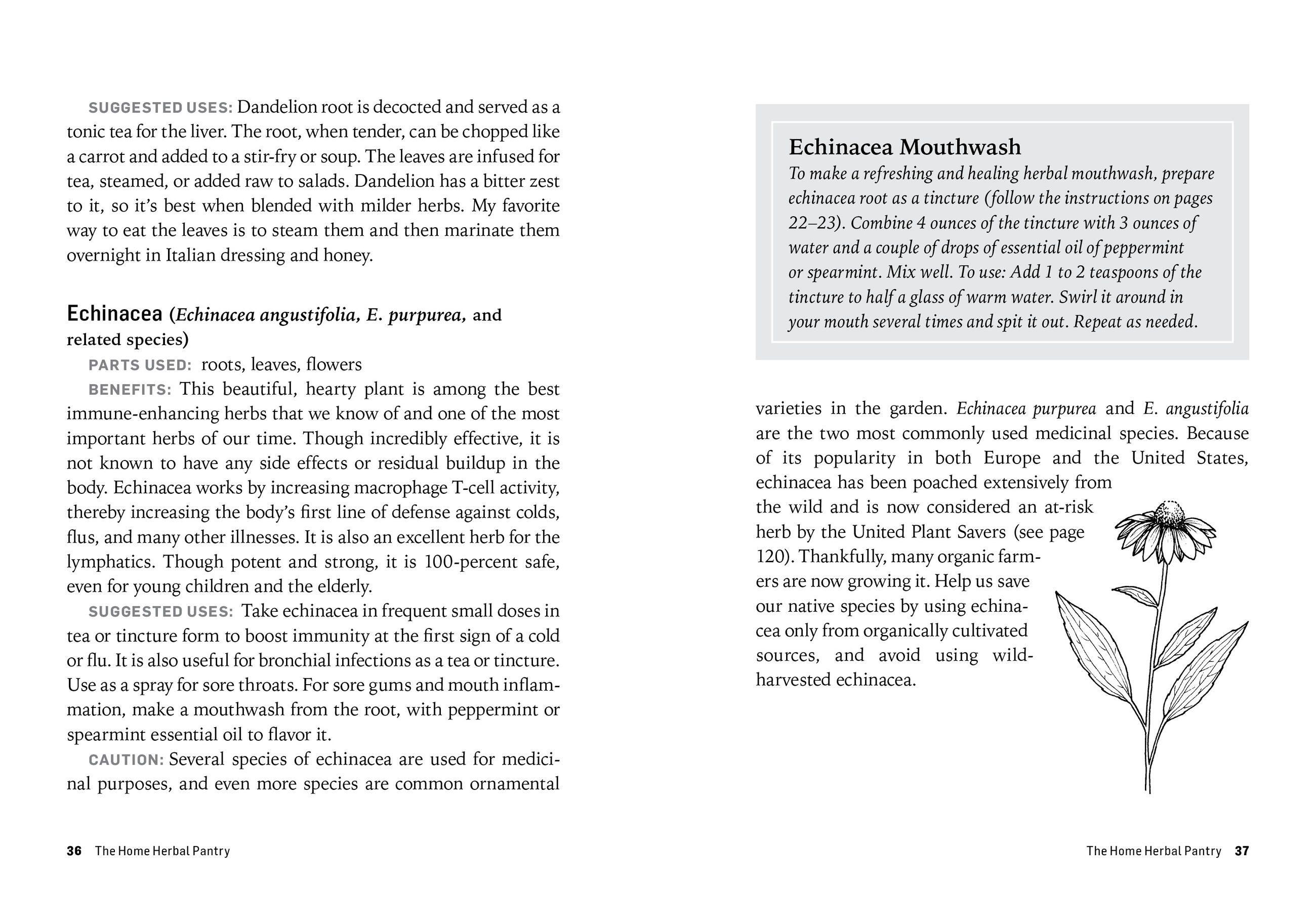 Beispielinhalt (Bild) Herbs for Common Ailments