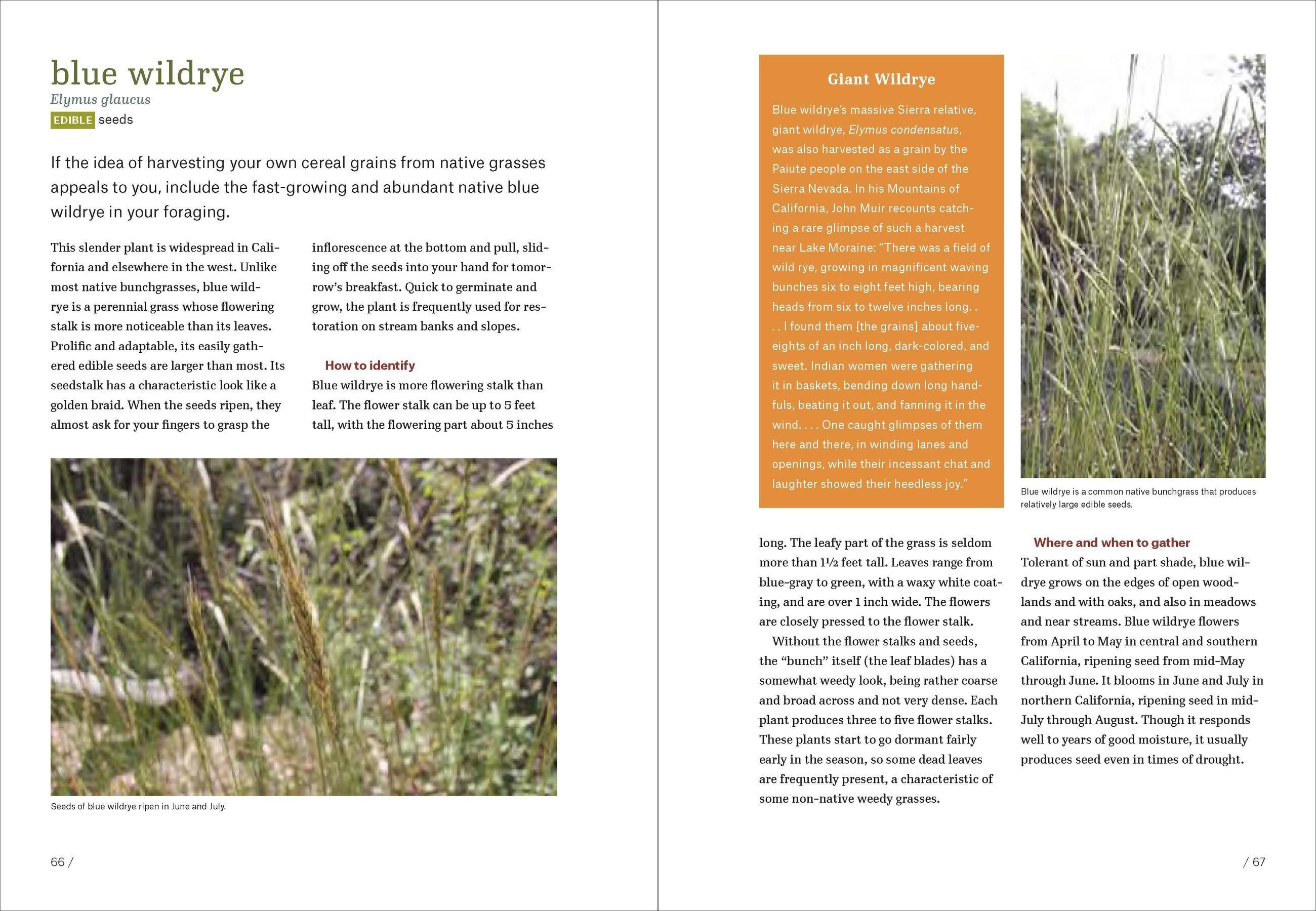 Beispielinhalt (Bild) California Foraging