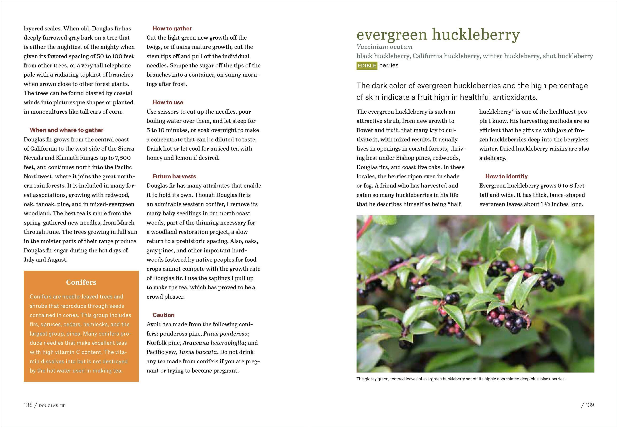 Beispielinhalt (Bild) California Foraging