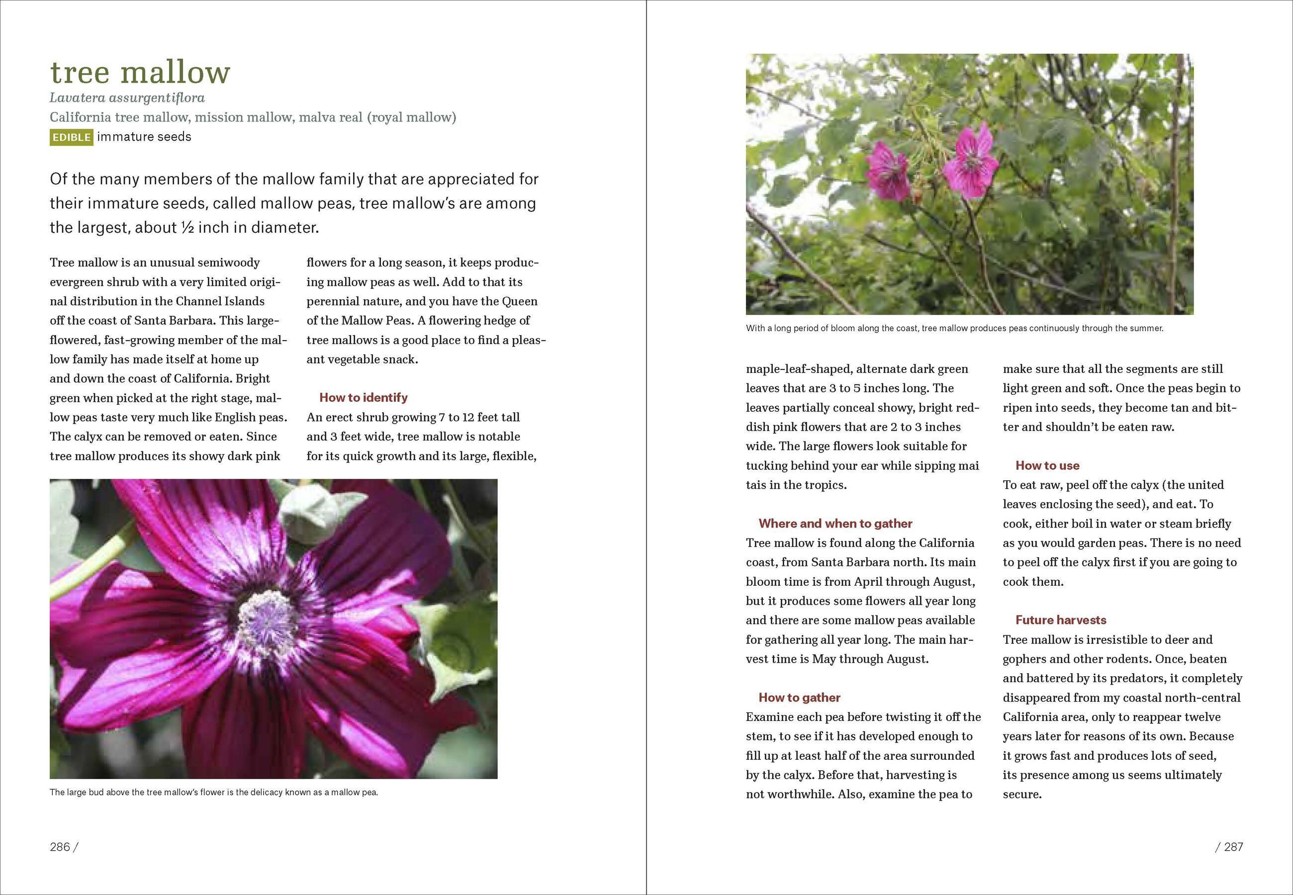 Beispielinhalt (Bild) California Foraging