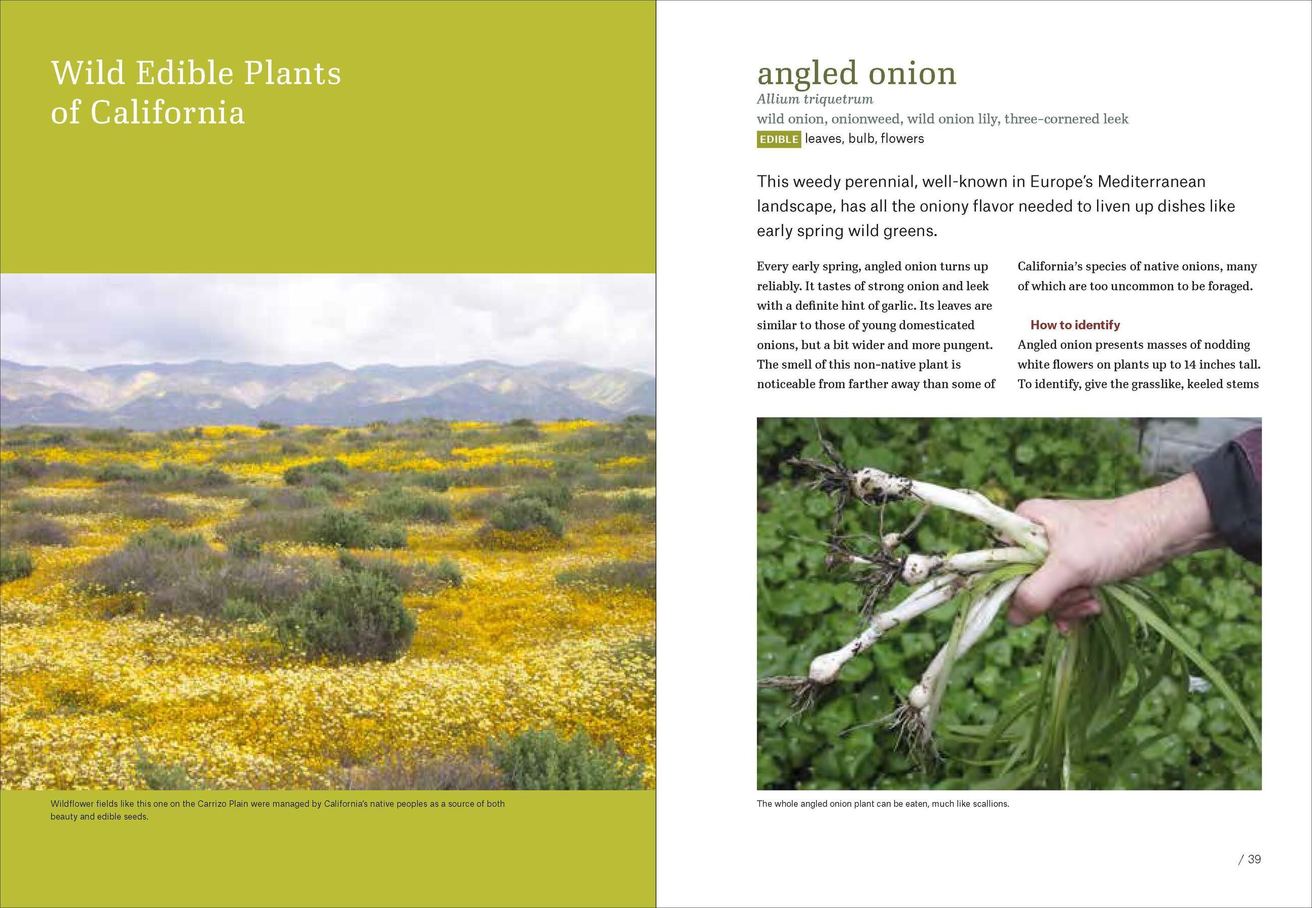 Beispielinhalt (Bild) California Foraging