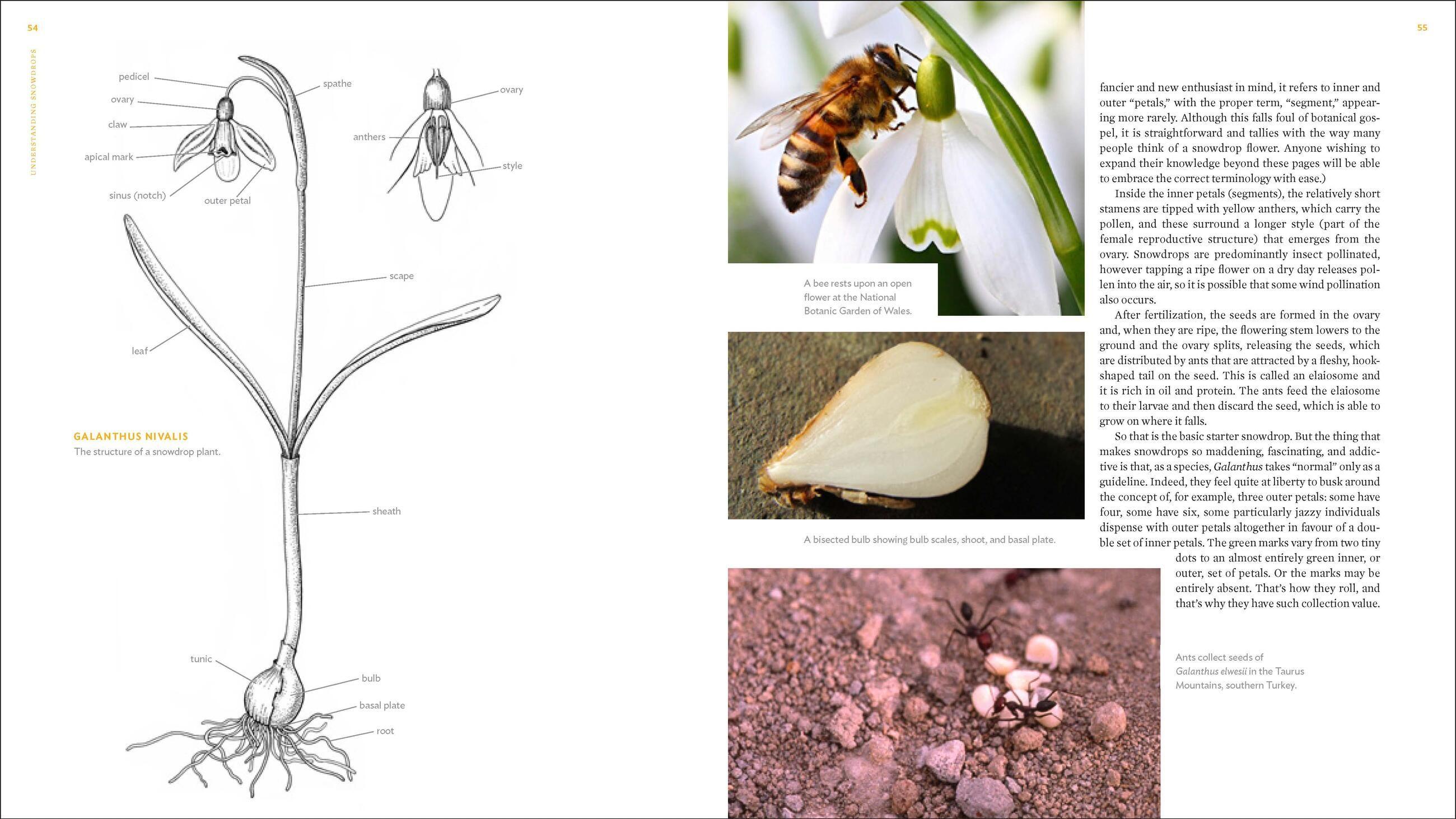 Beispielinhalt (Bild) The Plant Lover's Guide to Snowdrops