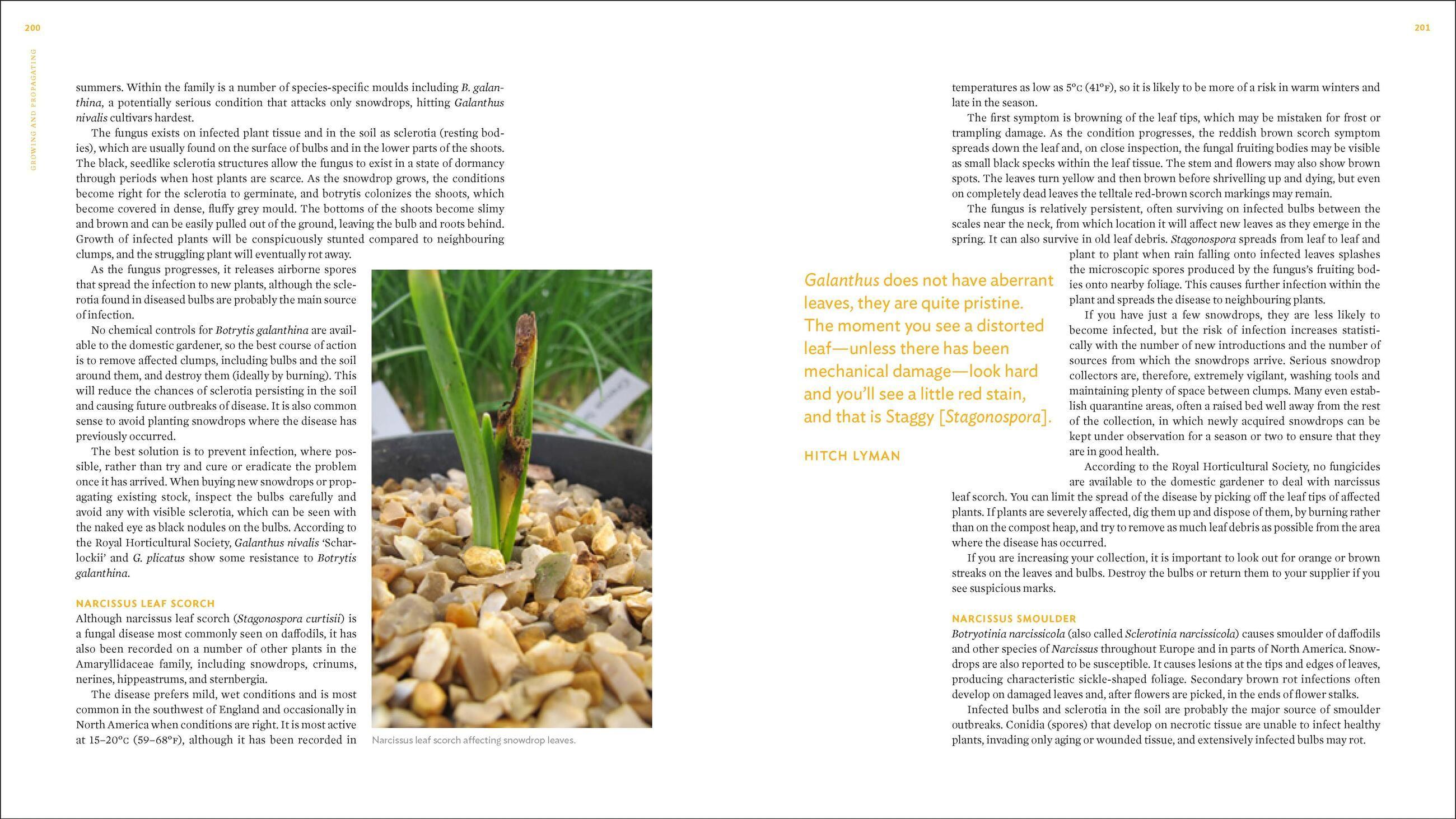 Beispielinhalt (Bild) The Plant Lover's Guide to Snowdrops