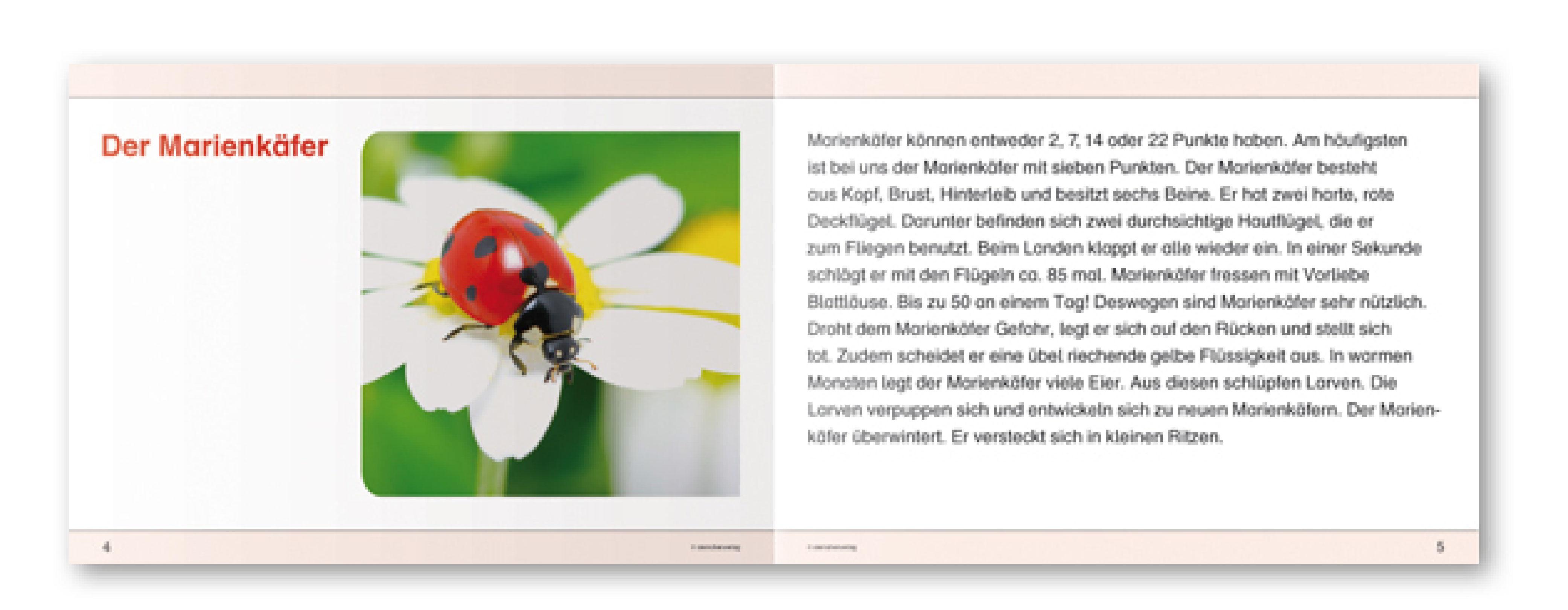 Beispielinhalt (Bild) Ich kenne Waldtiere / Haus- und Hoftiere / Insekten und Spinnen. 3 Schülerarbeitshefte im Kombi für die 2. bis 4. Klasse