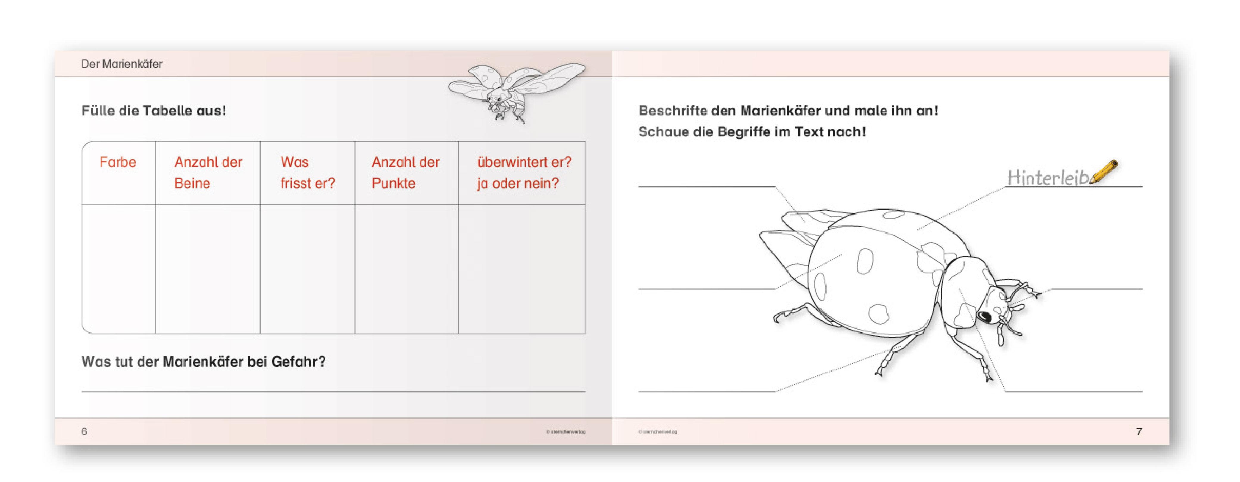 Beispielinhalt (Bild) Ich kenne Waldtiere / Haus- und Hoftiere / Insekten und Spinnen. 3 Schülerarbeitshefte im Kombi für die 2. bis 4. Klasse