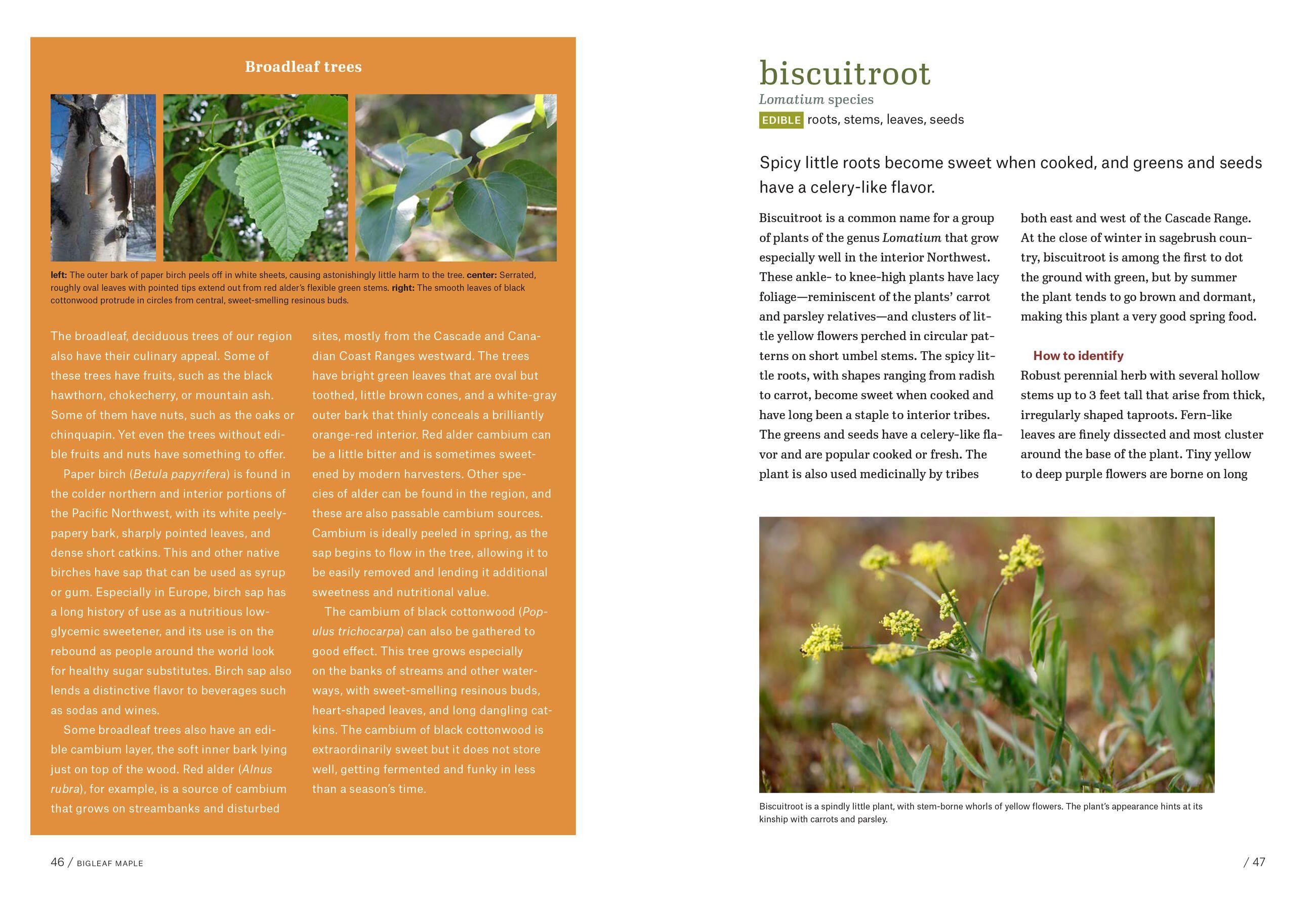 Beispielinhalt (Bild) Pacific Northwest Foraging