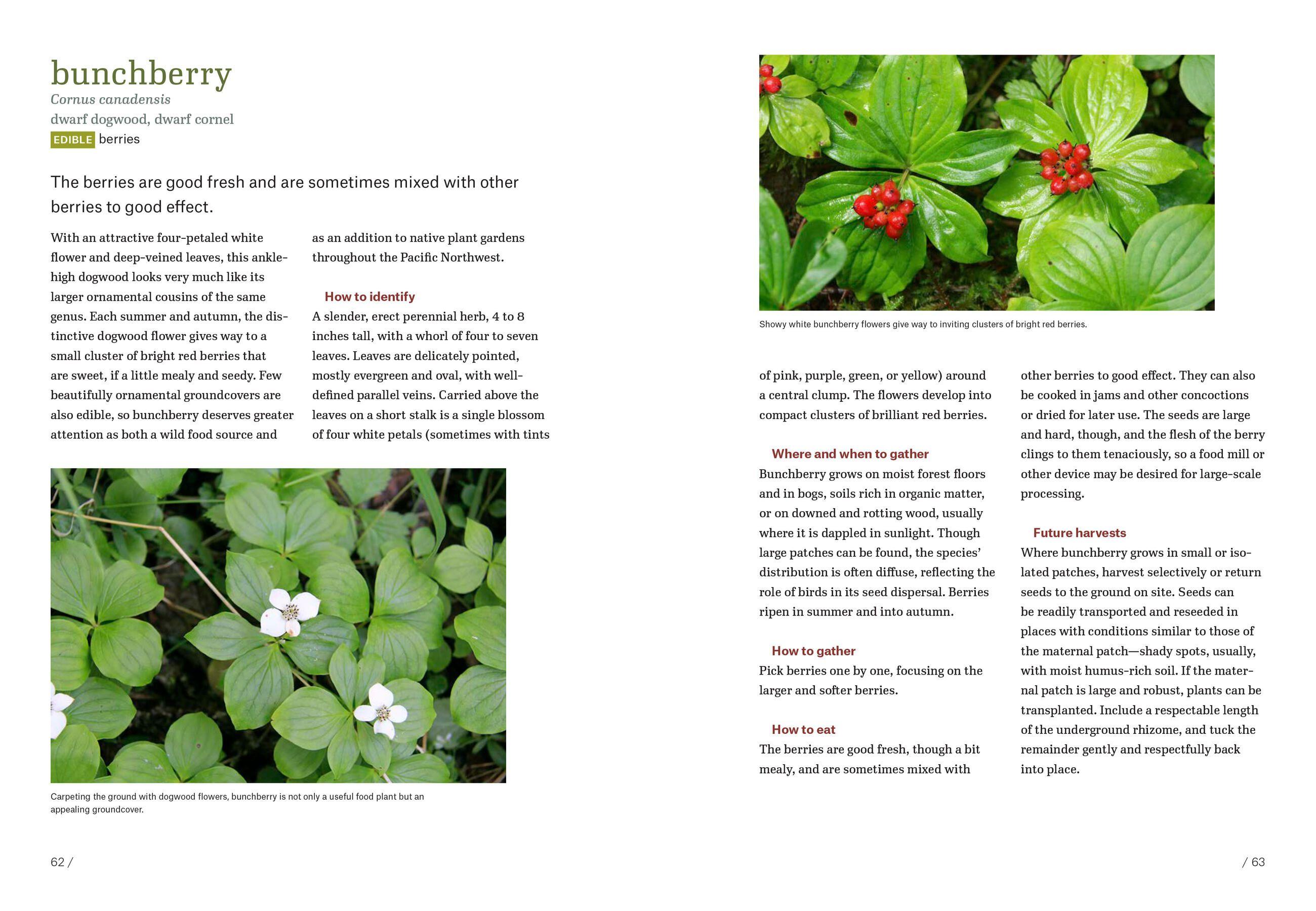 Beispielinhalt (Bild) Pacific Northwest Foraging