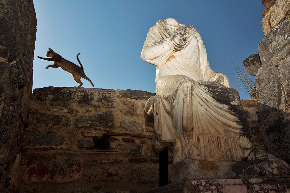 Beispielinhalt (Bild) CATS OF EPHESOS