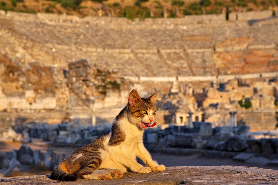 Beispielinhalt (Bild) CATS OF EPHESOS