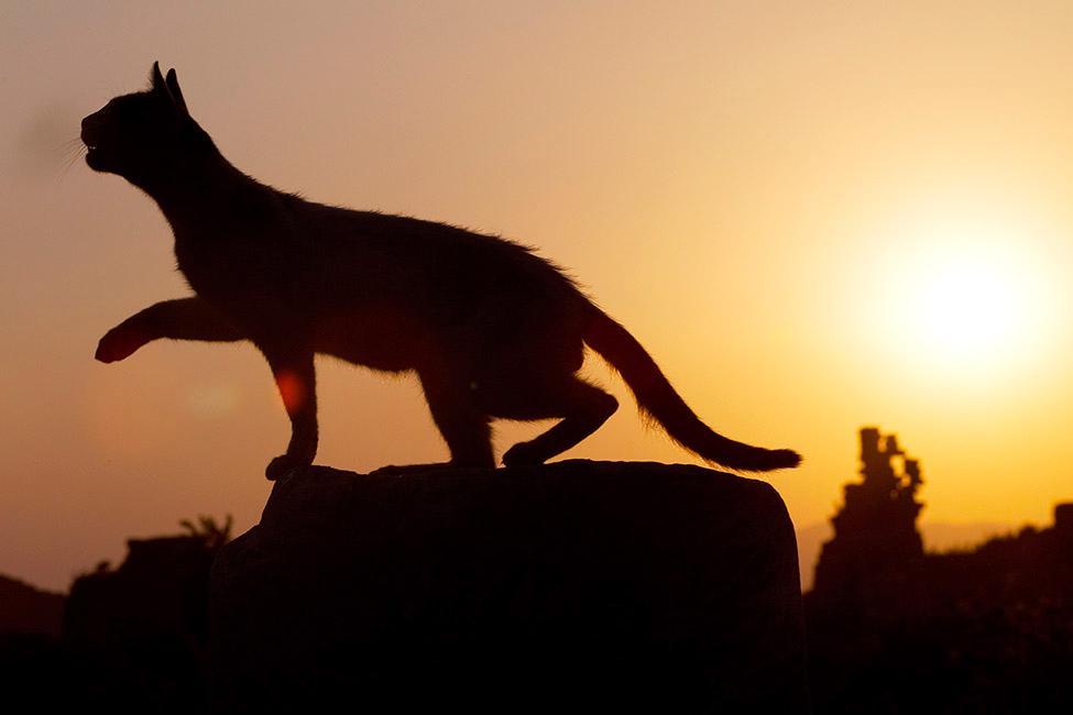 Beispielinhalt (Bild) CATS OF EPHESOS