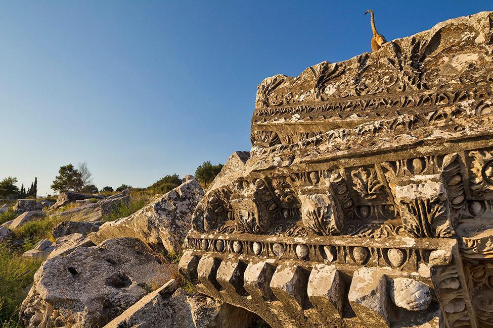 Beispielinhalt (Bild) CATS OF EPHESOS