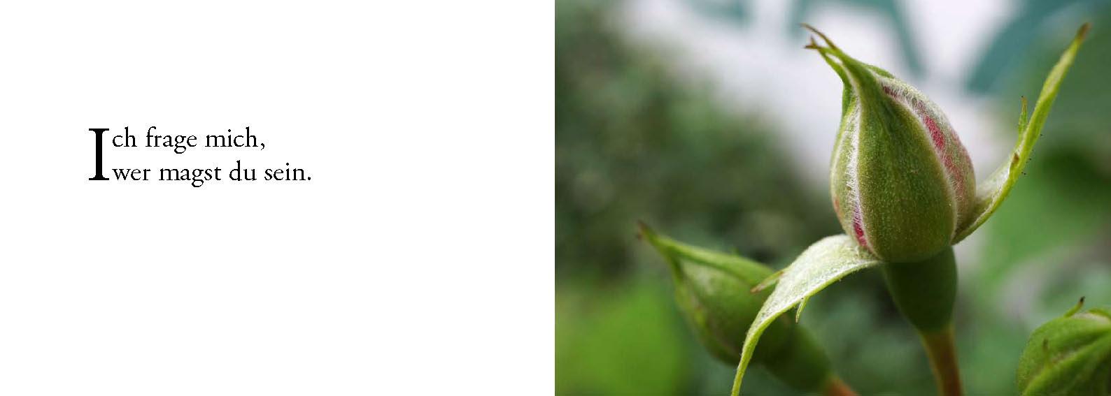 Beispielinhalt (Bild) Die Sonne sucht dich - Das Foto-Meditationsbuch für eine gute Schwangerschaft und Geburt