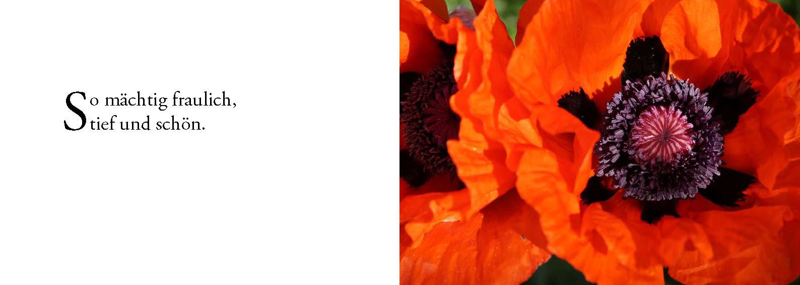 Beispielinhalt (Bild) Die Sonne sucht dich - Das Foto-Meditationsbuch für eine gute Schwangerschaft und Geburt