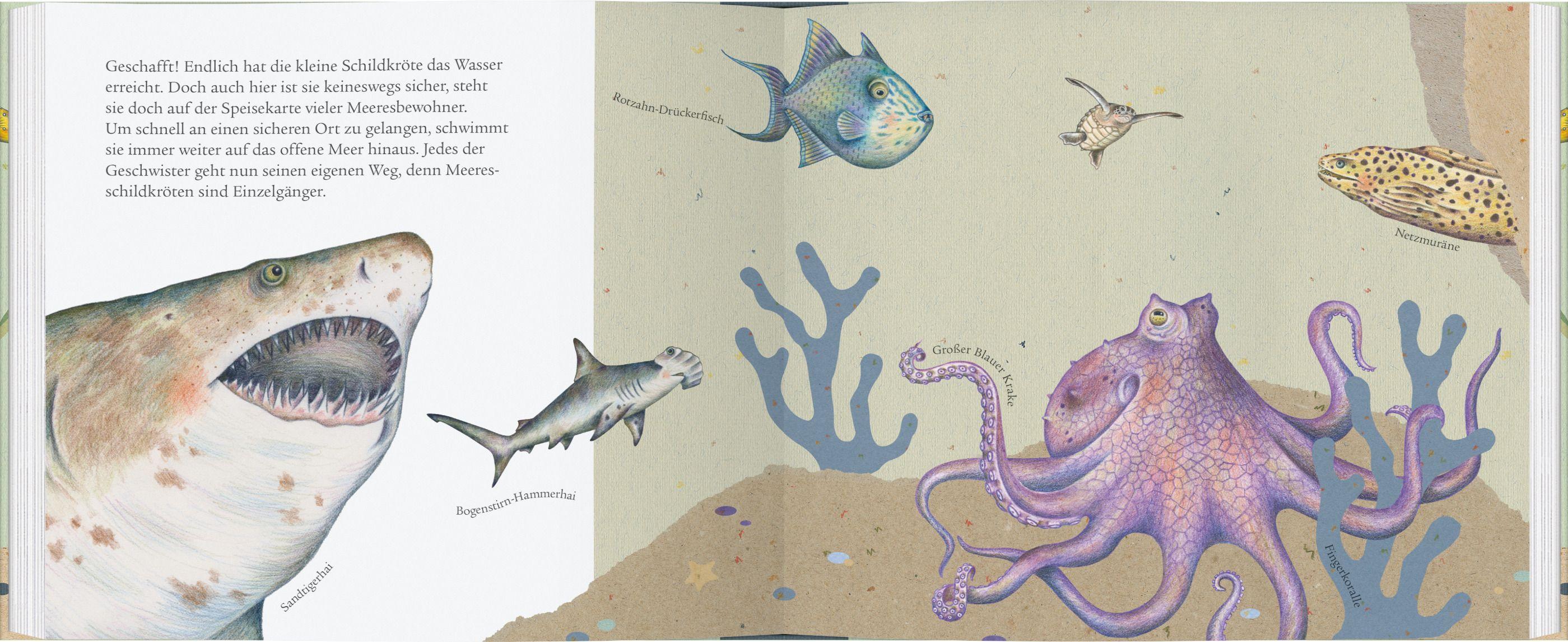 Beispielinhalt (Bild) Die Grüne Meeresschildkröte